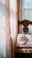 Fluffy white Persian cat resting on a vintage carved wooden chair by a lace curtain window in soft natural light.