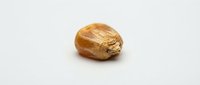 Single walnut in shell isolated on white background for healthy snacking and nutrition concepts.
