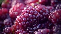 Fresh ripe boysenberries macro shot showing detailed texture and natural purple-red color. Organic summer berries with water drops in soft light.