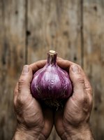 Farmer holding fresh purple onion in cupped hands against rustic wooden background, showcasing organic produce for agriculture, farming, and food marketing purposes.