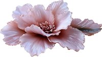 Delicate pink peony flower with ruffled petals and detailed texture isolated on transparent background, suitable for wedding stationery and romantic designs.