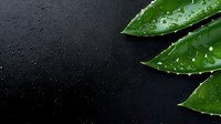 Fresh green aloe vera leaves with water droplets on dark wet surface for natural skincare and wellness concepts.