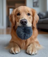 Adorable Golden Retriever puppy lying on carpet holding gray plush toy in mouth, looking at camera with expressive eyes. Perfect for pet care and training materials.