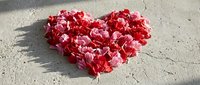 Heart shape made of red and pink flower petals on concrete ground, romantic symbol of love for Valentine's Day and wedding design.