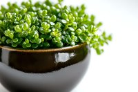 Fresh succulent plant with small round green leaves in dark ceramic bowl against white background, macro photography with selective focus.