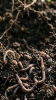 Earthworms in moist soil with organic matter and root systems, suitable for agriculture, gardening, composting, and environmental education materials.