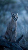 Majestic caracal wild cat sitting on fallen log in natural habitat with distinctive tufted ears and intense gaze in soft blue twilight atmosphere.