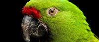 Green parrot with red feathers close-up portrait showing detailed eye and beak on black background for wildlife photography and tropical bird designs.