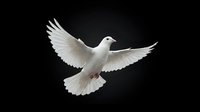 White dove flying with outstretched wings against black background symbolizing peace, freedom and spirituality for religious and conceptual designs.