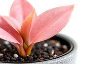 Pink succulent leaves emerging from dark soil in gray ceramic pot, macro photography with selective focus highlighting delicate plant details and textures.