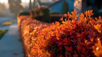 Vibrant orange and red autumn foliage glowing in golden sunset light along residential pathway, creating warm seasonal ambiance.