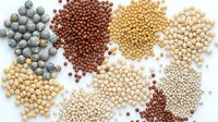 Assorted legumes and beans collection featuring soybeans, lentils, chickpeas and various pulses arranged on white background for healthy cooking recipes.