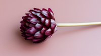 Single burgundy protea flower with long stem on soft pink background for floral arrangements and botanical designs.