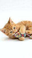 Ginger tabby kitten playing with colorful knitted toy on white background, isolated for pet care and animal product design use.