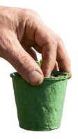 Weathered hand holding a green biodegradable peat pot with a tiny seedling sprout, isolated on white background.