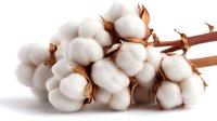 Cotton bolls with fluffy white fiber on brown stems isolated on white background for natural textile and organic farming concepts.