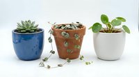 Three potted plants in ceramic containers isolated on white background, featuring succulent, string of pearls, and round-leaf plant for home decor and design projects.