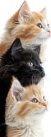 Three cats in vertical composition - ginger, black and cream colored fluffy felines looking to side with bright eyes against white background. For pet care and animal themes.