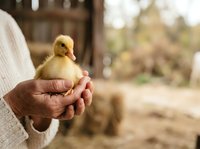 Person holding a fluffy yellow duckling in their hands outdoors. Use for agriculture, farming, animal care, poultry business, and rural lifestyle content.