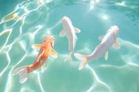 Orange and white koi fish swimming in crystal clear turquoise water with sunlight creating rippling patterns on surface, capturing tranquil Japanese garden atmosphere.