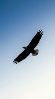Majestic eagle soaring through clear blue sky with outstretched wings, symbolizing freedom, power and natural wildlife in flight against gradient heavens.