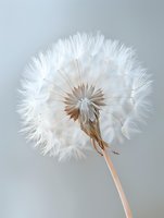 Delicate white dandelion seedhead with soft fluffy seeds ready to be blown away on gray background, showing intricate natural patterns and fragile beauty.