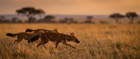 African lioness hunting in golden savanna grassland during sunset with acacia trees in background wildlife photography.