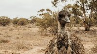 Emu bird standing in Australian outback landscape with sparse vegetation and eucalyptus trees in natural habitat during golden hour lighting.
