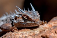 Spiky-headed lizard with textured brown scales resting on rocky surface, showcasing detailed reptile features for wildlife and nature design projects.