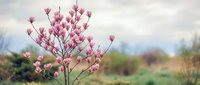 Pink wildflowers blooming in natural meadow landscape with soft focus background, suitable for nature, spring, and botanical design projects.