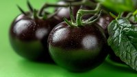 Fresh dark purple tomatoes with green leaves on bright green background for healthy organic food cooking and nutrition concepts.