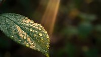 Fresh green leaf with morning dew drops in natural sunlight creating peaceful garden atmosphere for wellness and nature concepts.
