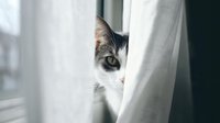 Curious tabby kitten peeking through white curtains by window, playful domestic cat hiding behind fabric, adorable pet behavior indoors.