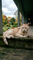 Ginger tabby cat resting on wooden porch with autumn foliage and house in background. Relaxed feline lounging outdoors during fall season.