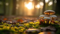 Small mushrooms growing on mossy forest floor with warm golden sunlight filtering through trees creating magical autumn atmosphere.