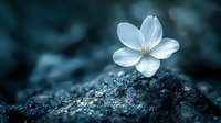 Delicate white flower on dark textured ground in moody lighting, creating dramatic contrast between pure petals and rough surface. Nature macro photography.