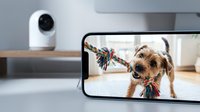 Small brown terrier dog playing with colorful rope toy captured on smartphone screen with security camera monitoring pet activity in modern home interior.