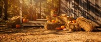 Autumn harvest display with pumpkins and hay bales on rustic wooden porch during golden hour sunlight creating warm seasonal atmosphere for fall decorating.