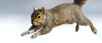 Gray squirrel leaping mid-air against a white background, showcasing dynamic movement, wildlife energy, and natural agility in stunning detail.