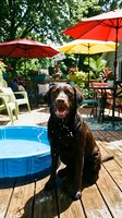 Happy wet chocolate labrador retriever sitting by blue kiddie pool on wooden deck with colorful patio umbrellas and outdoor furniture in sunny backyard.