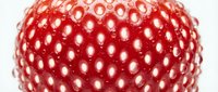Ripe red strawberry with detailed seed texture on white background, isolated for food packaging, culinary design, and healthy eating concepts.