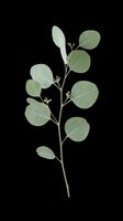 Eucalyptus branch with round green leaves isolated on transparent background, ready for t-shirt design, clipart, stickers, sublimation and print-on-demand projects.