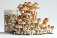 Growing psilocybin mushrooms in glass jar with substrate, multiple stages of growth showing mycelium and mature fruiting bodies against white background.