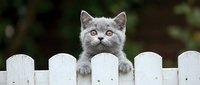 Gray cat peeking over white wooden fence with paws resting on top, curious expression, outdoor garden setting with blurred background.