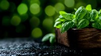 Fresh basil leaves with water drops in wooden bowl against dark background with green bokeh lights, macro food photography for cooking and herbs concept.
