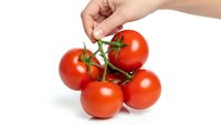 Hand holding fresh red tomatoes on vine isolated on white background for healthy cooking and organic food concepts.