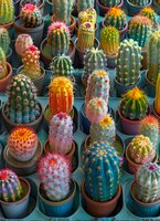 Colorful collection of small potted cactus plants with vibrant pink, orange, and blue hues, featuring various species with spines and flowering tops in decorative containers.