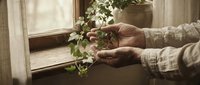 Elderly hands gently holding small green plant sprout by sunny window, symbolizing growth, care, and nurturing life in warm natural light.
