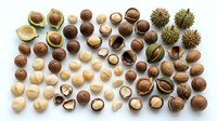 Assorted nuts collection including walnuts, hazelnuts, almonds, chestnuts, macadamia and coconut pieces arranged on white background for healthy snacking.