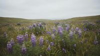 Purple lupine wildflowers blooming across rolling hills meadow under overcast sky creating serene natural landscape for outdoor adventure content.